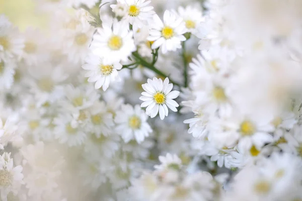 Primo piano di fiore di taglierina bianco — Foto Stock