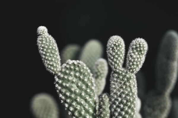 Opuntia microdasys cactus en la olla —  Fotos de Stock