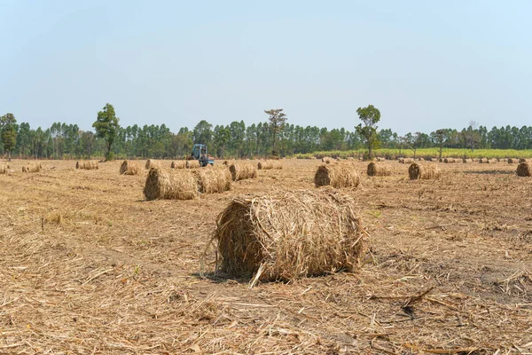 Rolka suchej trzciny cukrowej pozostawia pole do przemysłowych — Zdjęcie stockowe