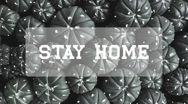Stay Home Text Cactus Plants Pot — Stock Photo, Image