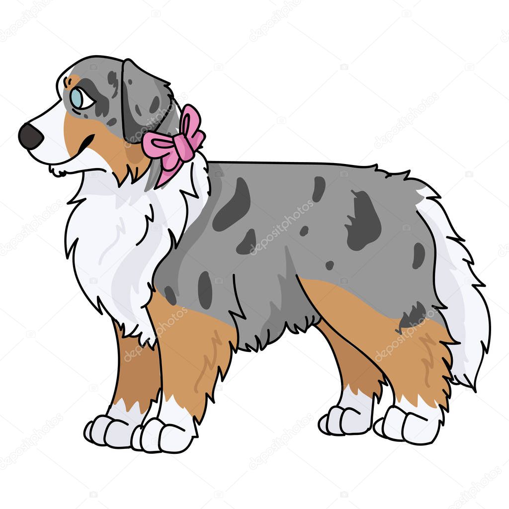 Cute cartoon australian shepherd with pink bow vector clipart. Pedigree kennel doggie breed for dog lovers. Purebred domestic puppy for pet parlor illustration mascot. Isolated canine English hunting.
