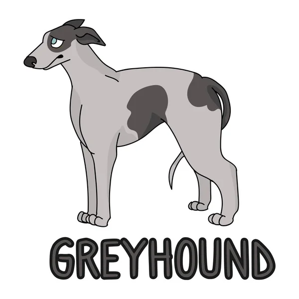 Lindo perro galgo de dibujos animados raza con texto palabra impresión vector clipart. Crianza pedigrí perrera perrito para los amantes del perro. Perro de pura raza para ilustración partlor mascota. Aislado sabueso rápido. EPS 10 . — Archivo Imágenes Vectoriales