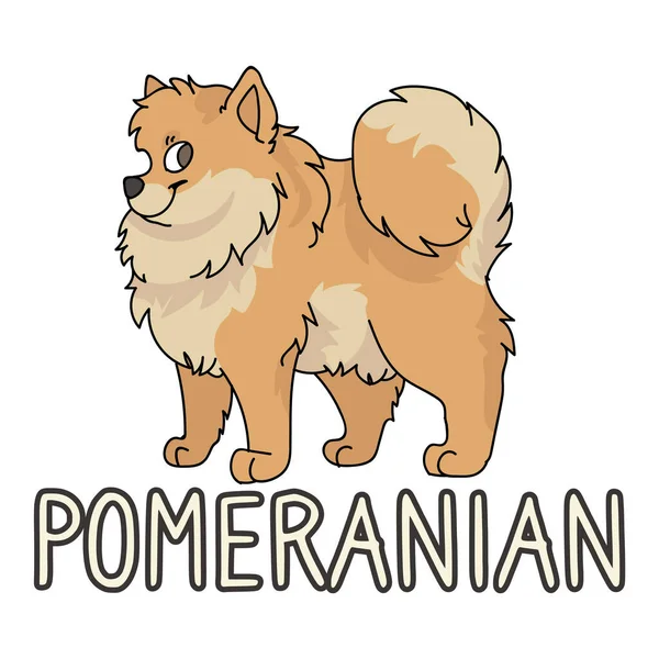可爱的卡通波美拉尼亚犬品种与文字字打印载体的倾向。家养宠物狗是为宠物狗爱好者准备的.纯种狗作为宠物狗的图解.孤立的史匹兹猎犬EPS 10. — 图库矢量图片
