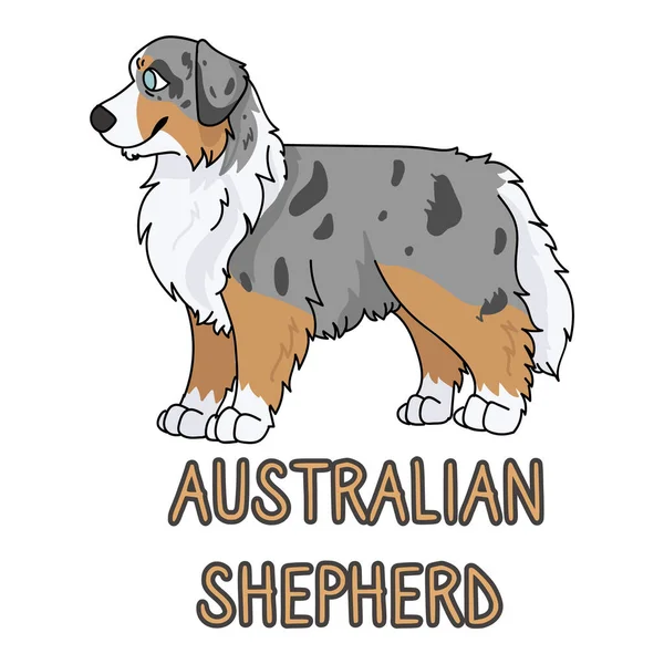 귀엽고 귀여운 오스트레일리아 양치기개는 문자 단어 인쇄 벡터 부분을 가지고 있다. 개를 좋아하는 피그 릭 개과의 품종입니다. 애완 동물 파트러 그림을 위한 순종 개 예요. 고립된 사냥개입니다. EPS 10. — 스톡 벡터