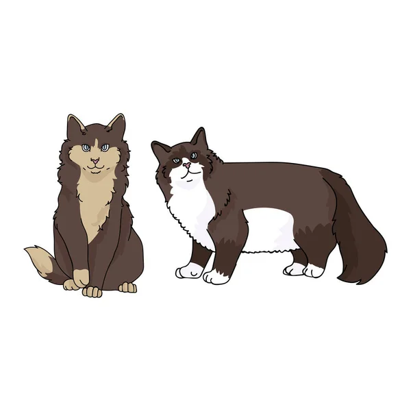 Lindo dibujo animado raquetas de nieve y maine coon gato vector clipart. Cría de gatitos pedigrí para los amantes del gato. Gatito doméstico de pura raza para mascotas salón ilustración mascota. Un felino aislado. EPS 10 . — Archivo Imágenes Vectoriales