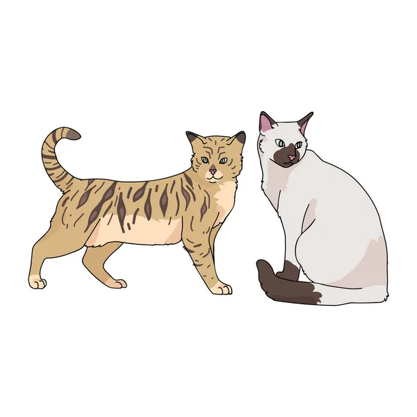 Cute kreskówki bengal i syjamski kot wektor clipart. Rodowód kotek rasy dla miłośników kotów. Czysty kociak domowy do maskotki ilustracji salonu zoologicznego. Odizolowany kot domowy. EPS 10. — Wektor stockowy