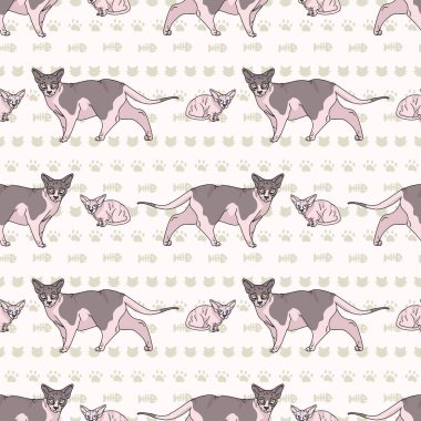 Şirin çizgi film sfenks kedisi ve kedisiz vektör deseni. Soylu egzotik kedicik evcil kedi dölü. Kedi sever siyah Asyalı safkan her yerde parmak izi var. Kılsız kedi EPS 10.