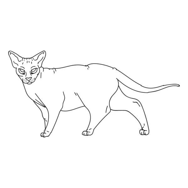 귀여운 만화 monochrome sphynx cat vector clipart. 페디 그레 이색적 인 고양이 과 동물은 고양이 애호가들을 위한 품종이다. 애완 동물 보육원 삽화 마스코트를 위해 집에서 기르는 고양이 라이트닝어 트. 털 이 없는 털없는 고양이 과의 가정. — 스톡 벡터