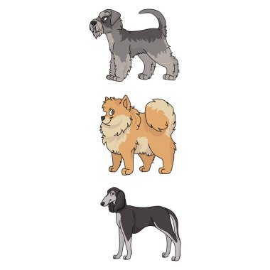 Şirin çizgi film köpek cinsi vektör klipsleri. Köpek sevenler için soylu köpek kulübesi. Safkan şov köpeği Saluki, Pomeranya ve Schnauzer illüstrasyonu. İzole Teriyer Köpeği. 