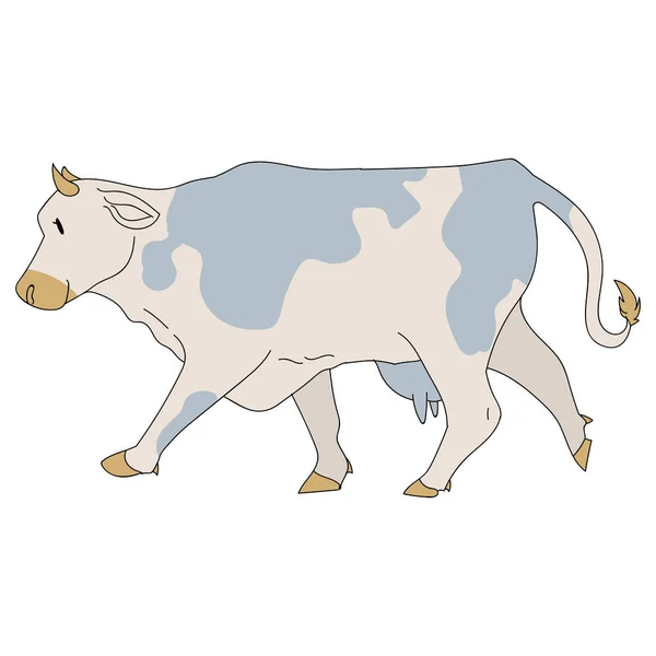 Leuke franse boerderij koe vector clipart. Met de hand getekend shabby chique stijl boerderijkeuken. Illustratie van de grafische voorstelling van de veehouderij van runderen. Grafiek EPS 10 van vaarzen. — Stockvector