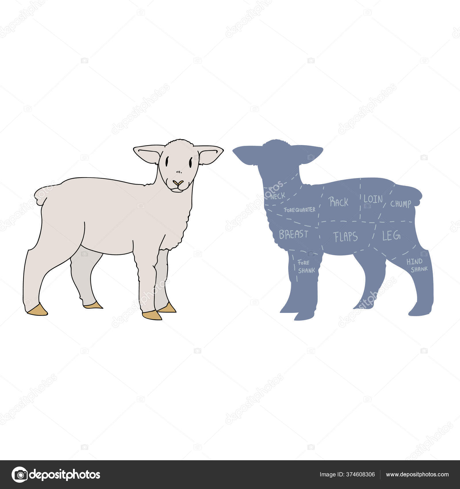 Cute french farmhouse lamb with butcher chart vector clipart. Hand drawn shabby chic style country farm kitchen. Illustration of mutton farm animal livestock ranch graphic. sheep graphic EPS 10. Stock Vector Image Cute french farmhouse lamb with butcher chart vector clipart. Hand drawn shabby chic style country farm kitchen. Illustration of mutton farm animal livestock ranch graphic. sheep graphic EPS 10. Stock Vector Image