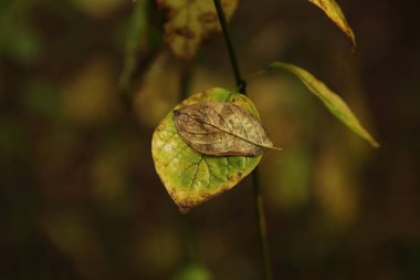 sonbahar ormanı. Yaprak -ları