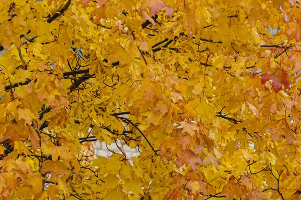 Colored yellow orange maple leaves on a tree. Abstract natural background. — Stock Photo, Image