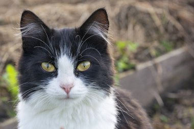Yeşil bir bahçede oturan siyah beyaz kedi. Sarı gözlü kedi güpegündüz tahta bir kütüğün üzerinde oturuyor. Ormandaki sağlıklı siyah beyaz kedi yavrusu. Küçük kedi yürüyor