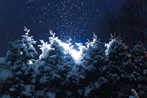 Julgranar täckta med snö på natten och upplysta av lyktor under ett snöfall. Mjukt fokus. Naturlig, festlig bakgrund för design. — Stockfoto