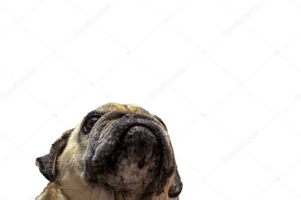 Dog pug looks at the owner. Expressive dog, pouty face. Selectiv