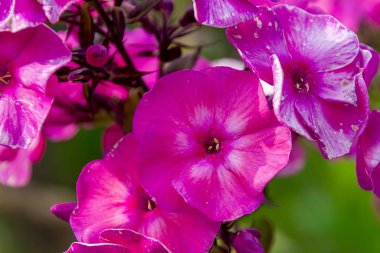 Kırmızı fenomen yakın plan. Çok güzel çiçekler, doğal bir arka plan olarak..