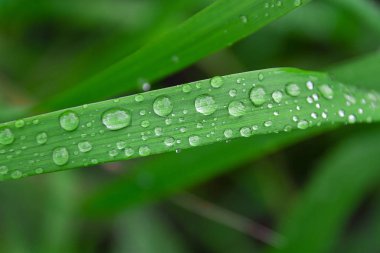 Raindrops on the grass, dewdrops on green leaves in the rainy season. Summer natural background.