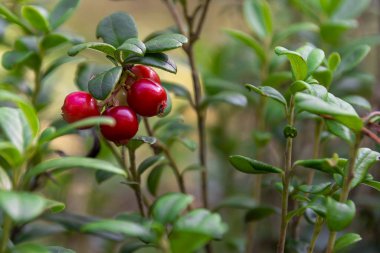 Kırmızı kızılcıklar kozalaklı ormanda bir dalda. Böğürtlen ve yapraklara yakın çekim. Sağlıklı beslenme ve doğal vitamin kavramı. Proje ve kartpostallar için doğal arkaplan.