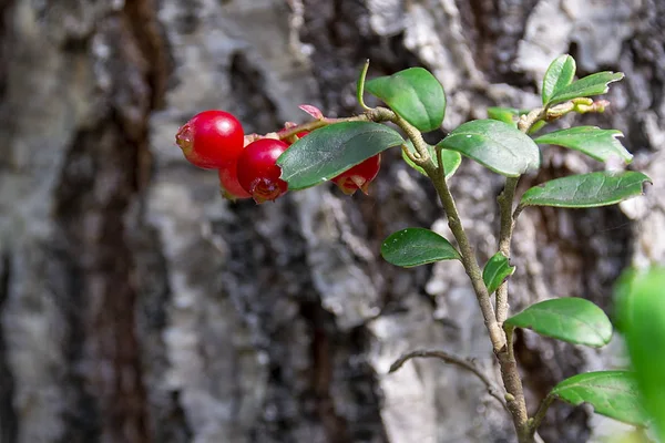 Röda mogna tranbär i skogen, Ryssland. Vackra röda mogna tranbär i skogen på hösten. — Stockfoto