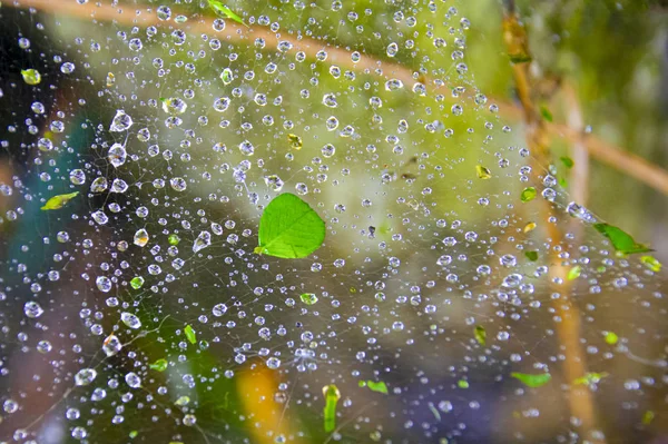 Паутина с капельками дождя. Абстрактный естественный фон . — стоковое фото