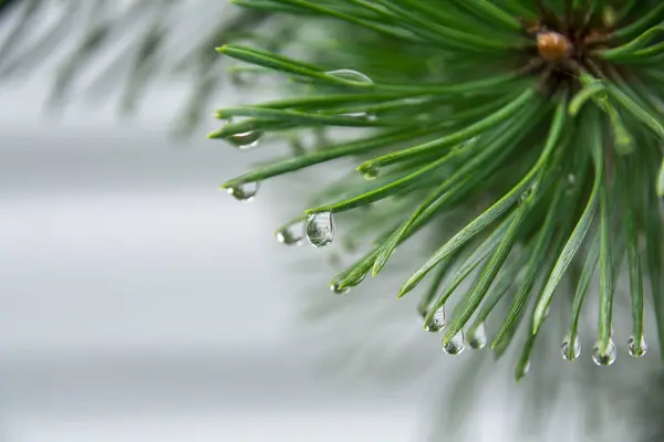 Verdes ramos pontiagudos de abeto ou pinheiro com gotas de chuva close-up. Espaço para cópia. Fundo natural para o projeto . — Fotografia de Stock