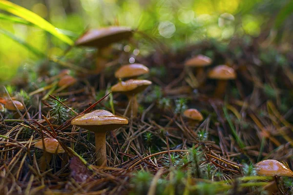 Setas en el bosque. muchos hongos bovinos — Foto de Stock