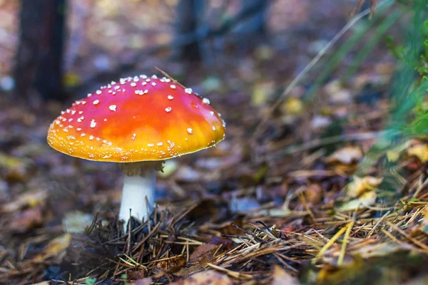 Volar agaric.mushroom en los bosques . — Foto de Stock
