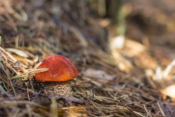 Krásná houba ve smrkových jehličích. Leccinum. — Stock fotografie