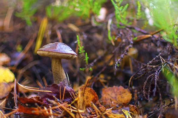 Lesní houby. bříza houby. osika osika. — Stock fotografie