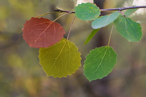 Hojas de otoño. rojo, amarillo, verde . — Foto de Stock