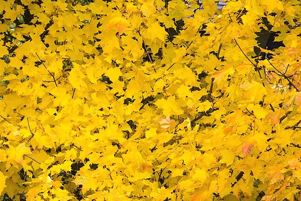 Muchas hojas de arce amarillo de fondo — Foto de Stock