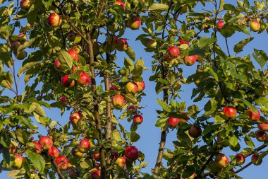 Elmalı elma dalları. Elma ağacının dallarında olgun elmalar. Soyut doğal arkaplan.
