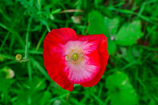 Red beautiful poppy flower on a background of green leaves. On a summer day. — Stock Photo, Image
