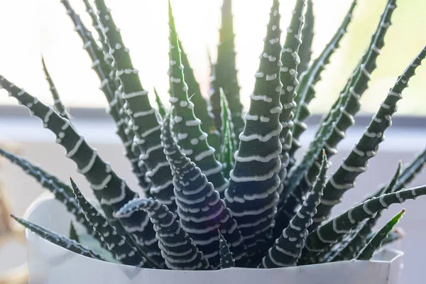 Haworthia zayıflatıcı Sulu Bitki. Yumuşak odaklanma. Kapalı, süs bitkisi..