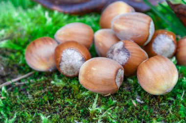 Yabani fındıklar yeşil yosunları kaplar..