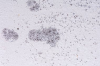 Beyaz bir duvarda siyah lekeler, zehirli küf ve mantar bakterileri. Yoğunlaşma, nem, su sızıntısı, yüksek nem ve solunum sorunları kavramı.