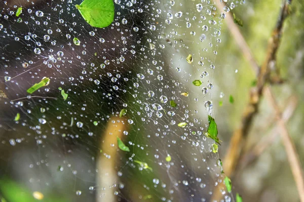 Telaraña después de la lluvia. Gotas de agua en la telaraña . — Foto de Stock