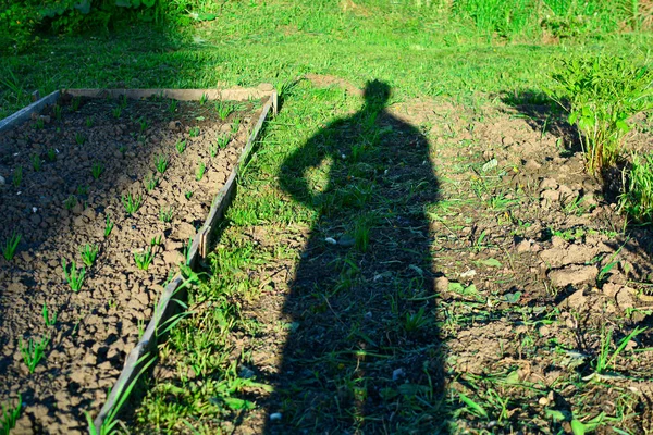 Bir adamın silueti, çimlerin üzerinde bir gölge, bahçe. Konsept: çevre dostu sebzelerin seçilmesi ve yetiştirilmesi, tarım, planlama ve peyzaj tasarımı.