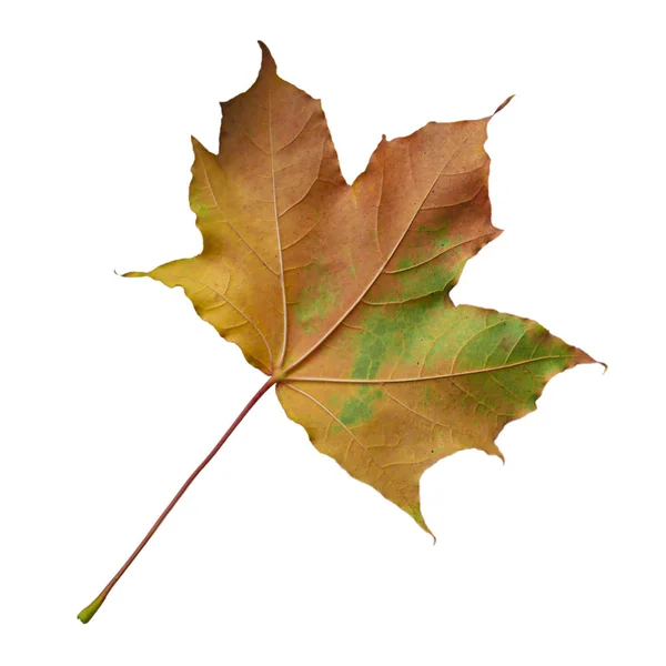 Barevný podzimní javorový list izolovaný na bílém pozadí. Javorový list. — Stock fotografie