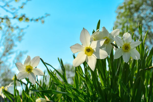 Jonquilles blanches avec un centre jaune contre un ciel bleu et de l'herbe par une journée ensoleillée . — Photo