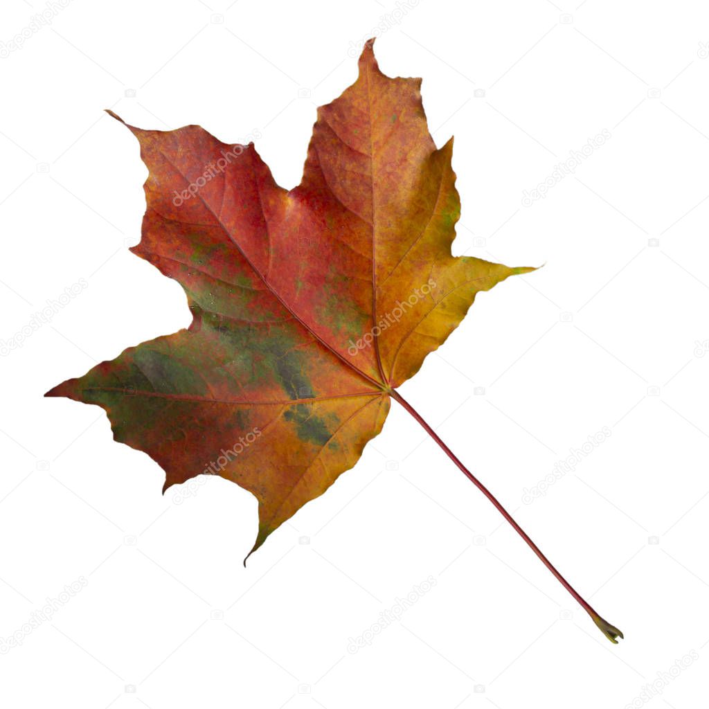 Colorful autumn maple leaf isolated on white background. Multi-colored maple leaf.