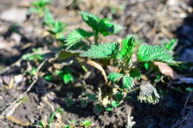 Bahar ormanında genç ısırgan otları. Konsept: vitamin eksikliği ve doğal vitamin eksikliği.