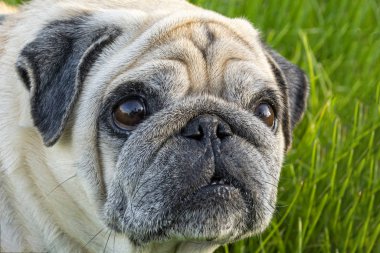 Üzgün Köpek Pug. Şaşırmış bir bakışla pug. Yeşil çimenlerin üzerinde bir köpek.