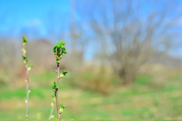 Johannisbeerzweig im Frühjahr. mit jungen grünen Blättern von kleiner Größe, Nahaufnahme. Kopierraum. — Stockfoto