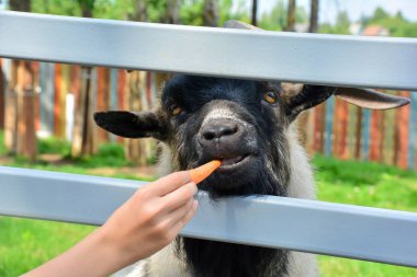 Keçileri besliyorum. Kız keçiyi besler. Bir keçi dişi elinden havuç yer. Kapalı alan kızı keçiyi besler. Bir keçi dişi elinden havuç yer. Arkaplan bulanıklaştı.