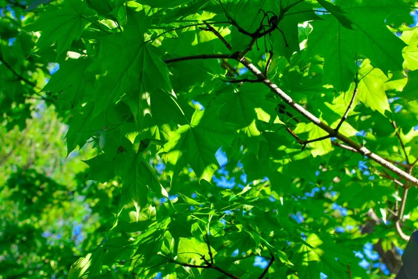 Hojas de arce verde en un árbol. Resumen, fondo natural. Muchas hojas verdes. . — Foto de Stock