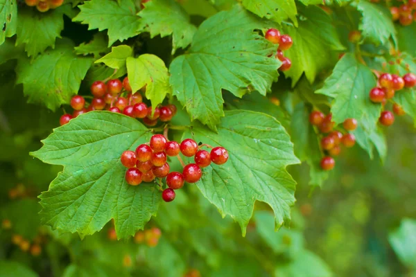 Röda bär av viburnum på grenen. Gröna blad och röda frukter av viburnum. — Stockfoto