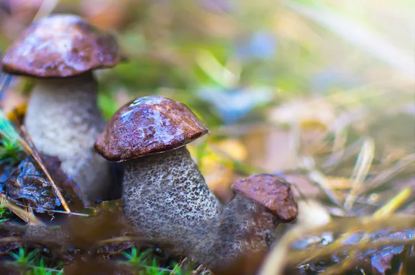 Tři lesní houby zavírají. měkké zaměření. Koncept: venkovní rekreace, sběr hub, aktivní rekreace. — Stock fotografie