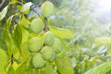 Bahçedeki dalda olgunlaşmamış yeşil erikler. Hasat mevsimi yaklaşıyor. yumuşak odak